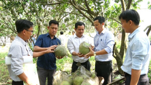 141 Mô hình Bưởi da xanh của hộ ông Nguyễn Văn Tuấn ấp Hưng Nghĩa được cấp chứng nhận sản phẩm hữu cơ đầu tiên trên địa bàn xã Dầu Giây