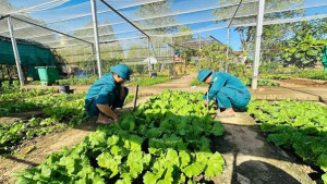 Ban CHQS xã Đồng Phú: đẩy mạnh tăng gia sản xuất, sẵn sàng thực phẩm sạch đón Tết Bính Ngọ 2026