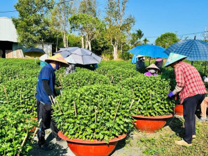 Nông dân Đồng Phú tất bật vào vụ hoa Tết