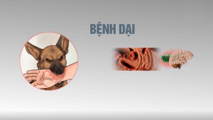 Khuyến cáo phòng chống bệnh dại