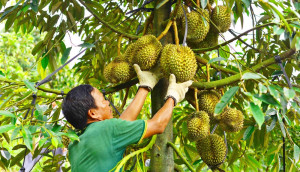 Đồng Tâm đẩy mạnh phát triển cây ăn quả, cây công nghiệp chủ lực giai đoạn 2025–2030