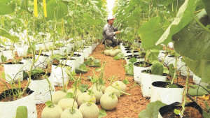 Xã Đồng Tâm triển khai đồng bộ các giải pháp phát triển kinh tế trang trại năm 2026