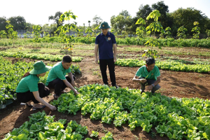 NÔNG DÂN PHƯỜNG ĐỒNG XOÀI CHỦ ĐỘNG VỚI MÔ HÌNH TRỒNG HOA,  TRỒNG RAU XEN CANH PHỤC VỤ TẾT NGUYÊN ĐÁN BÍNH NGỌ 2026