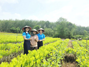 Hội LHPN phường Đồng Xoài: Tham quan vườn ươm điều của hội viên phụ nữ tiêu biểu - lan tỏa tinh thần phụ nữ khởi nghiệp