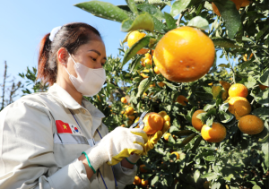 Thông báo tuyển lao động đi làm việc thời vụ tại Hàn Quốc năm 2026