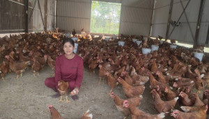 Mô hình nuôi gà đẻ trứng hiệu quả của hội viên   phụ nữ ấp Bù Tam, xã Hưng Phước