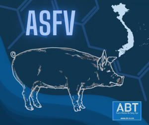 size bài dăng tiêu chuẩn 7