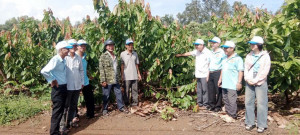 Lãnh đạo xã Hưng Thịnh khảo sát mô hình trồng ca cao trên...