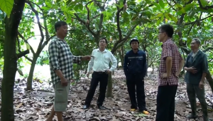 Hưng Thịnh hình thành vùng nguyên liệu ca cao liên kết, hướng tới chuỗi giá trị bền vững