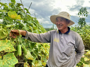 Nông dân Lộc Thạnh trúng vụ dưa leo, vào vụ khổ qua Tết