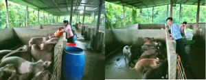 Mô hình sản xuất tiêu biểu trong chuyển đổi cơ cấu cây trồng...