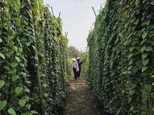 image001