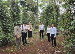 HỘI NÔNG DÂN THÀNH PHỐ ĐỒNG NAI THẨM ĐỊNH PHƯƠNG ÁN CHĂM SÓC VƯỜN TIÊU HỮU CƠ TẠI PHƯỜNG LỘC NINH