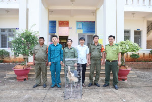 PHƯỜNG LỘC NINH BÀN GIAO CÁ THỂ CHIM QUÝ HIẾM CHO CƠ QUAN CHỨC NĂNG CỨU HỘ