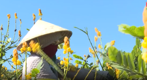 Khám phá cánh đồng dược liệu quý ở xã Lộc Quang