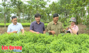 Mô hình thanh niên khởi nghiệp với nông nghiệp tuần hoàn
