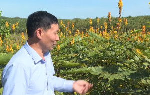 Khám phá cánh đồng dược liệu ở Lộc Quang