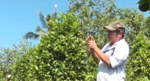 Người trồng quất cảnh Lộc Quang tất bật cho vụ Tết 2026