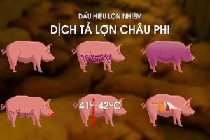 Tăng cường phòng, chống dịch tả lợn châu phi trên địa bàn xã Lộc Tấn
