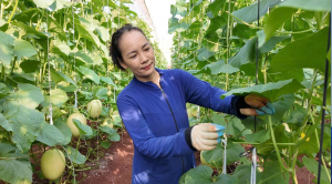Ghi nhận những doanh nhân trẻ đang góp sức xây dựng quê...