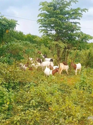 TỪ VỐN VAY ƯU ĐÃI ĐẾN MÔ HÌNH SẢN XUẤT HIỆU QUẢ CỦA ĐỒNG BÀO DÂN TỘC XÃ VÙNG BIÊN