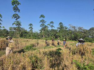 Rộn ràng mùa gặt lúa nương của người đồng bào Stiêng trên quê hương Long Hà