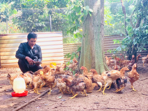 HIỆU QUẢ TỪ MÔ HÌNH TRAO PHƯƠNG TIỆN SINH KẾ Ở XÃ LONG HÀ