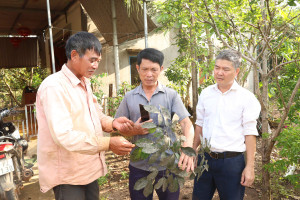 HỘI NÔNG DÂN XÃ LONG HÀ NẮM BẮT TÌNH HÌNH SÂU BỆNH TRÊN CÂY CAO SU.