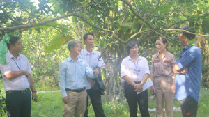 Đoàn giám sát về tiến độ triển khai thực hiện chính sách hỗ trợ sản xuất nông nghiệp hữu cơ trên địa bàn phường Long Khánh