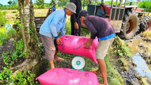 Long Khánh thu hoạch lúa Mô hình “"Lúa gạo sạch Long Khánh"