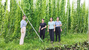 🍀 PHÁT HUY HIỆU QUẢ TỪ NGUỒN VỐN NGÂN HÀNG CHÍNH SÁCH XÃ HỘI - GƯƠNG PHỤ NỮ PHÁT TRIỂN KINH TẾ TỪ MÔ HÌNH TRỒNG CÂY SƯƠNG SÂM.