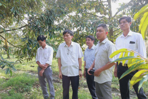 BÍ THƯ ĐẢNG ỦY XÃ MINH ĐỨC KHẢO SÁT MÔ HÌNH TRỒNG SẦU RIÊNG THU HOẠCH TRÁI VỤ CỦA ANH TRẦN TẤN PHONG