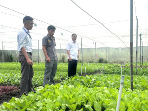 Lãnh đạo phường Minh Hưng thăm và nắm tình hình hoạt động của HTX rau an toàn Minh Hưng