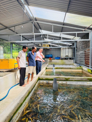 Phát huy hiệu quả từ nguồn vốn vay ngân hàng chính sách với mô hình nuôi lươn