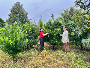 HIỆU QUẢ TỪ NGUỒN VỐN VAY ỦY THÁC NGÂN HÀNG CHÍNH SÁCH XÃ HỘI