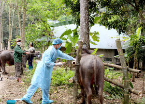 PHƯỜNG MINH HƯNG TĂNG CƯỜNG PHÒNG, CHỐNG DỊCH BỆNH, TRIỂN KHAI HIỆU QUẢ CÔNG TÁC TIÊM PHÒNG GIA SÚC, GIA CẦM ĐỢT 2 NĂM 2025