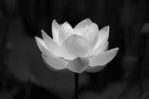 THÔNG BÁO TIN BUỒN