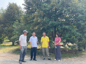 Lãnh đạo phường Minh Hưng thăm, định hướng phát triển các mô hình cây ăn trái trên địa bàn.