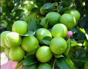 HỘI NÔNG DÂN PHƯỜNG MINH HƯNG KHẢO SÁT MÔ HÌNH TRỒNG CHANH CHÙM TỨ QUÝ – HƯỚNG ĐI MỚI TRONG PHÁT TRIỂN KINH TẾ NÔNG NGHIỆP