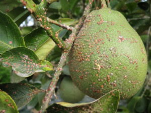 RỆP ĐỎ TRÊN CÂY BƯỞI - CHỦ ĐỘNG PHÒNG, CHỐNG DỊCH HẠI