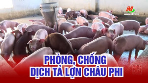 Phòng chống dịch tả Heo châu phi