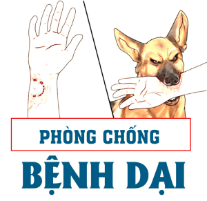 Phòng chống bệnh dại chó mèo