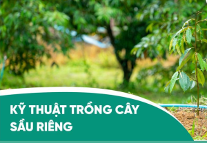 HỘI NGHỊ  TẬP HUẤN CHUYỂN GIAO KHOA HỌC KỸ THUẬT TRỒNG SẦU RIÊNG CHO NÔNG DÂN XÃ NAM CÁT TIÊN