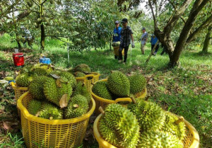 CÔNG AN XÃ NGHĨA TRUNG CẢNH BÁO NẠN TRỘM CẮP VÀ HÀNH VI ÉP GIÁ, BẢO KÊ TRONG VỤ MÙA THU HOẠCH SẦU RIÊNG