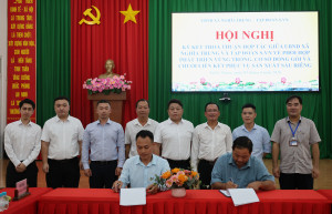 Xã Nghĩa Trung ký kết hợp tác phát triển sầu riêng