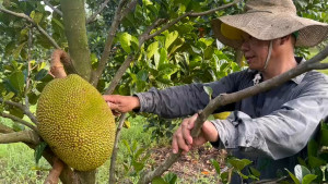 Tiềm năng, thách thức khi chuyển đổi cơ cấu cây trồng từ cây cao su sang cây mít ruột đỏ