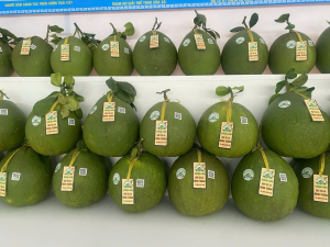 Xã Nha Bích đẩy mạnh phát triển cây ăn quả, cây công nghiệp chủ lực giai đoạn 2025 -2030