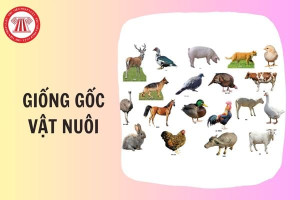 Triển khai thực hiện Thông tư số 71/2025/TT-BNNMT về định mức kinh tế - kỹ thuật đối với giống gốc vật nuôi trên địa bàn xã Nha Bích