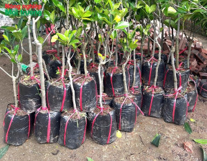 TRIỂN KHAI THỰC HIỆN QUY ĐỊNH VỀ NHẬP KHẨU CÂY MANG THEO BẦU ĐẤT VÀ MÃ SỐ VÙNG TRỒNG, MÃ SỐ CƠ SỞ ĐÓNG GÓI TRÊN ĐỊA BÀN XÃ NHA BÍCH