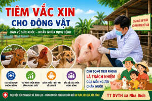 Chủ động phòng dịch, tiêm vắc xin cho đàn gia súc, gia cầm theo quy định